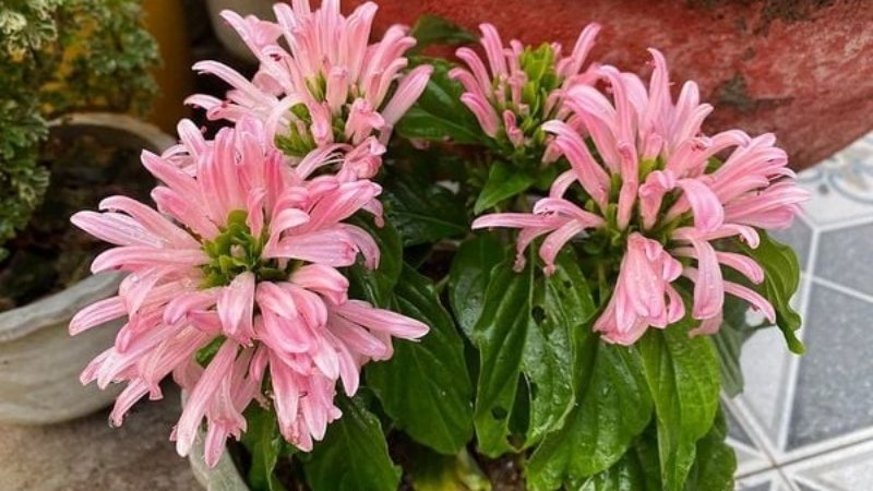 Hình ảnh đẹp về hoa Hồng Long Ngọc 7