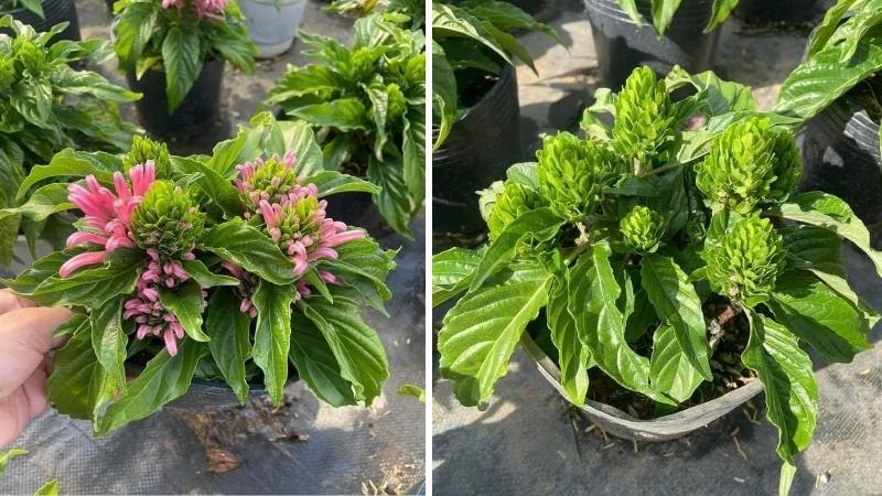 Hoa Hồng Long Ngọc dễ bị tấn công bởi sâu bệnh