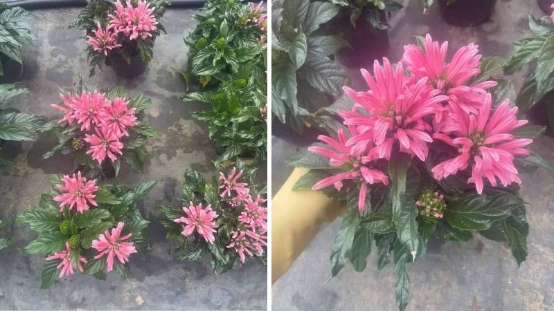 Tưới nước vào sáng sớm, bón phân định kỳ 10 - 15 ngày/lần