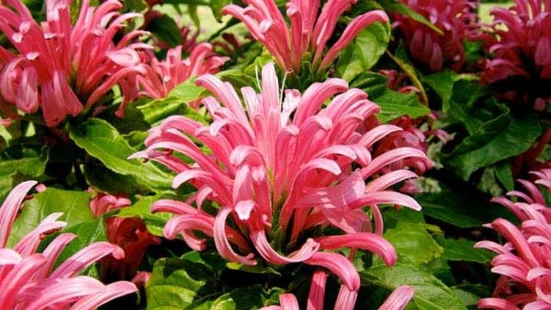 Hình ảnh đẹp về hoa Hồng Long Ngọc 2