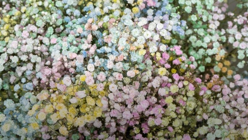 Hình ảnh 1 Hình ảnh 1