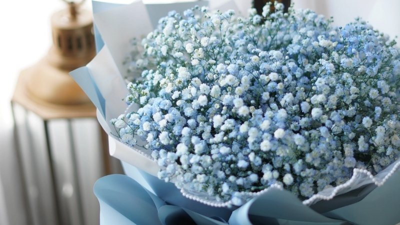 Hoa baby màu xanh dương Hoa baby màu xanh dương