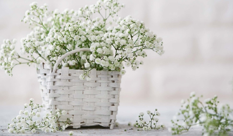 Hoa baby có ý nghĩa gì? Cách trồng, chăm sóc và làm hoa baby khô tại nhà