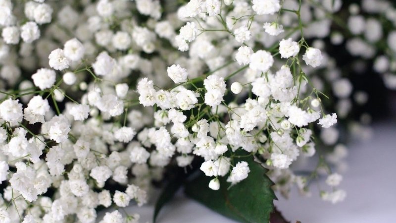 Hoa baby hay còn gọi là hoa chấm bi Hoa baby hay còn gọi là hoa chấm bi