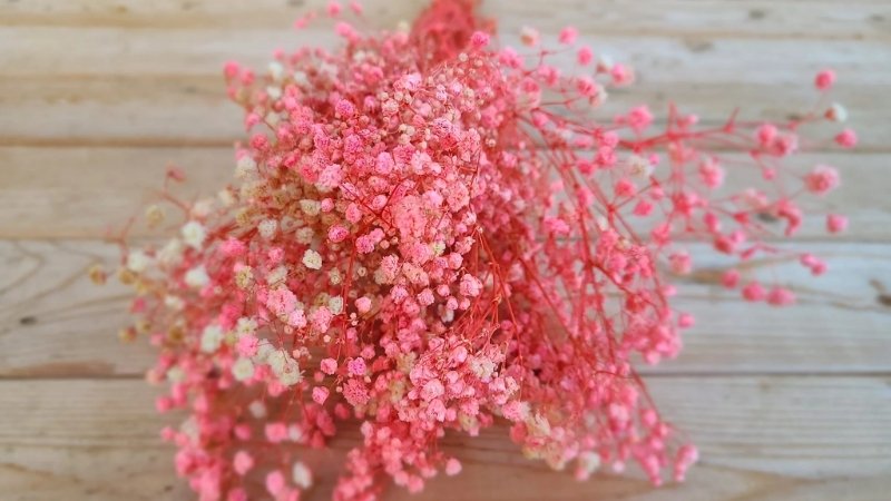 Hoa baby màu hồng Hoa baby màu hồng