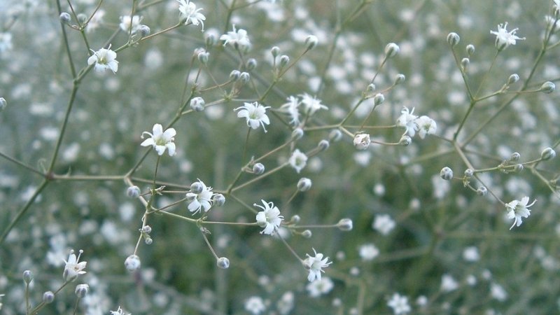 Hình ảnh 4 Hình ảnh 4