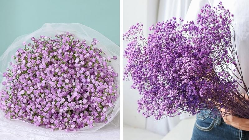 Hoa baby màu tím Hoa baby màu tím