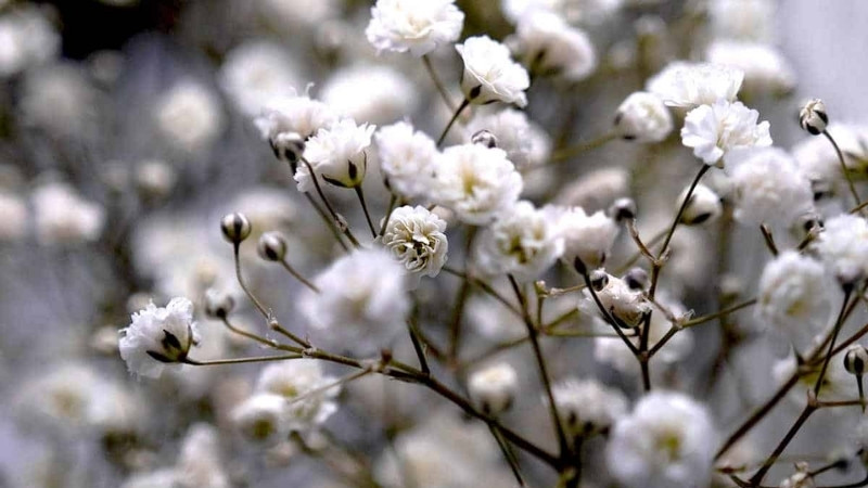 Hình ảnh 5 Hình ảnh 5