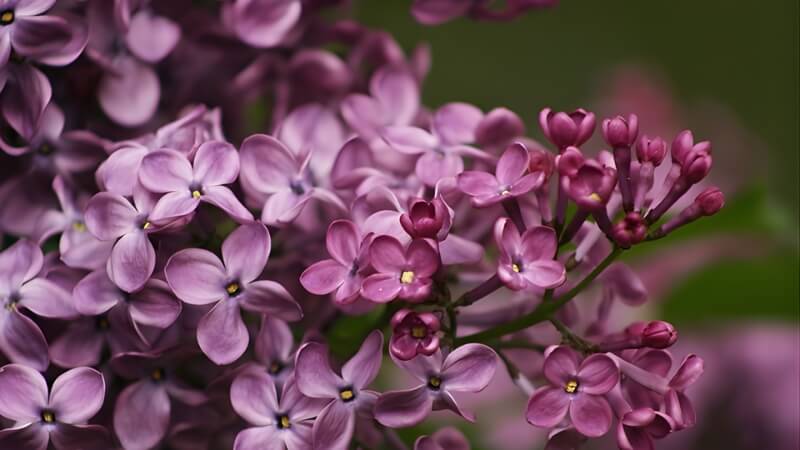 Cận cảnh chùm hoa tử đinh hương thanh thoát, dịu dàng