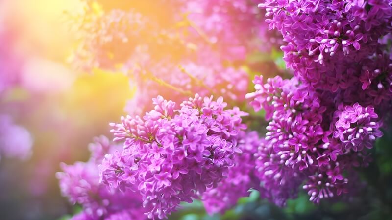 Cách dùng hoa tử đinh hương