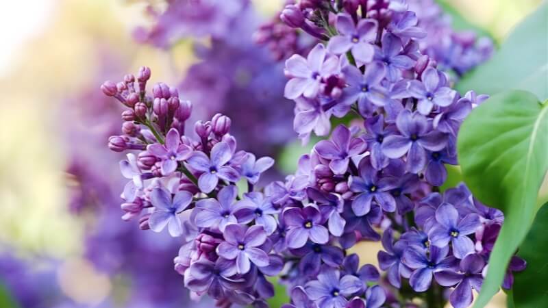 Góc vườn đầy hoa tử đinh hương, không gian sinh động