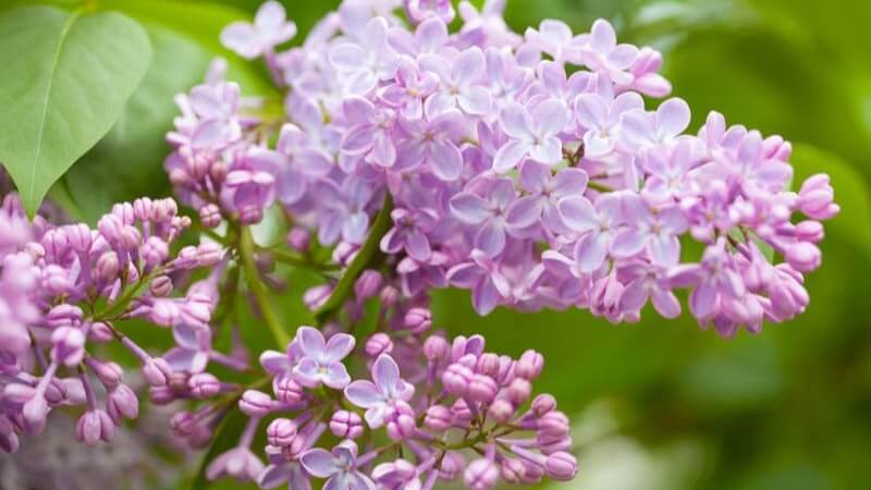 Tử đinh hương tím – biểu tượng của tuổi thanh xuân