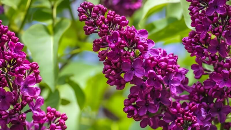 Tử đinh hương nở vào mùa xuân, lan tỏa hương thơm