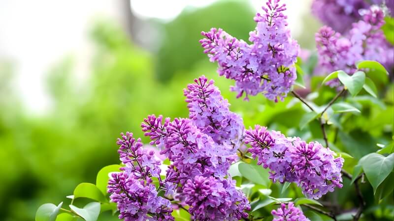 Lá xanh mướt và hoa tím của cây tử đinh hương