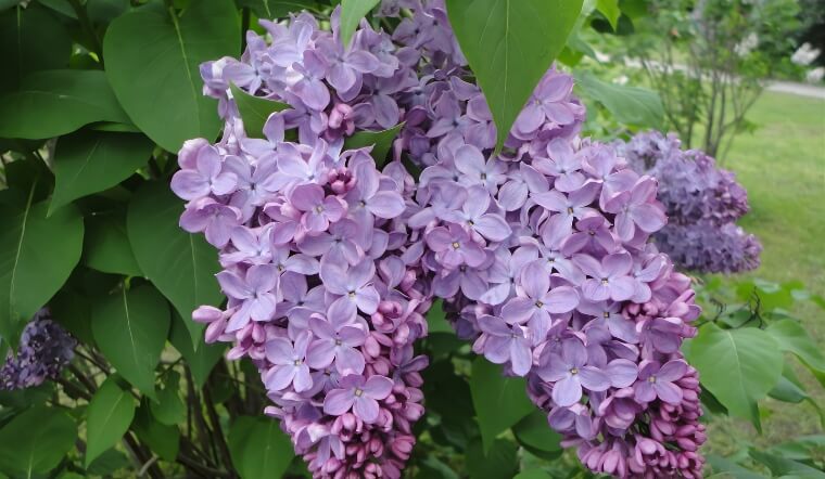 Tử Đinh Hương: Ý nghĩa, đặc điểm, cách trồng và chăm sóc nở rộ