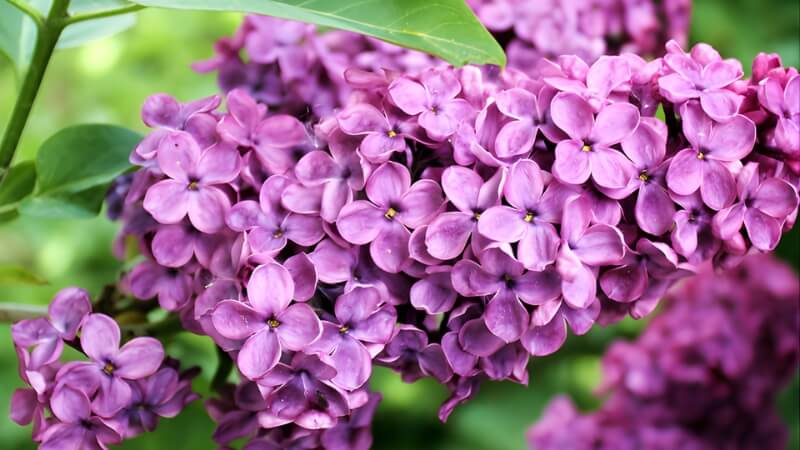 Hoa tử đinh hương ý nghĩa gì?