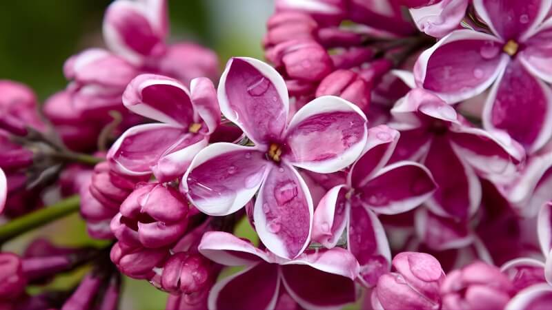 Hoa tử đinh hương hồng rực rỡ như những giọt nắng