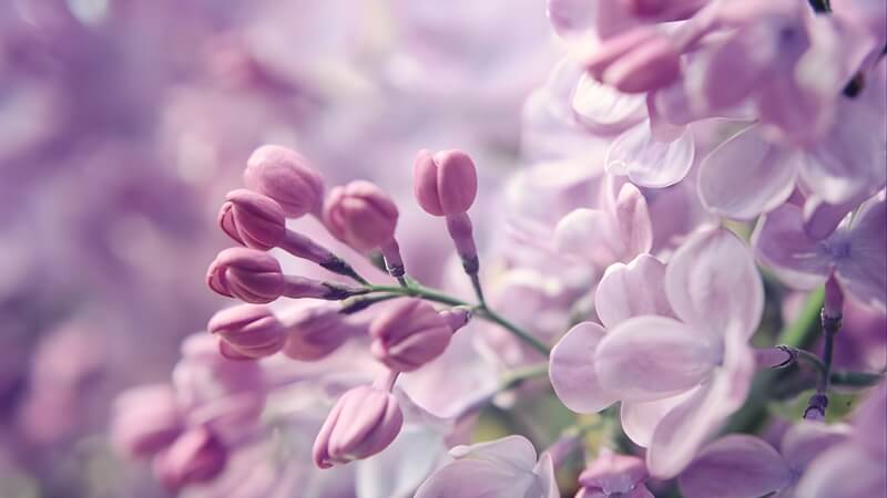 Cách trồng và chăm sóc tử đinh hương