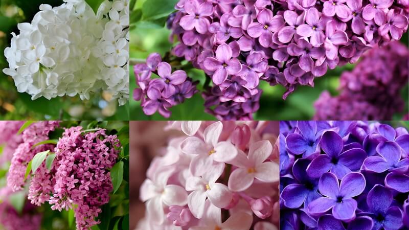 Công dụng của tử đinh hương