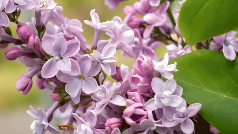 Vẻ đẹp tinh khôi của hoa tử đinh hương trắng