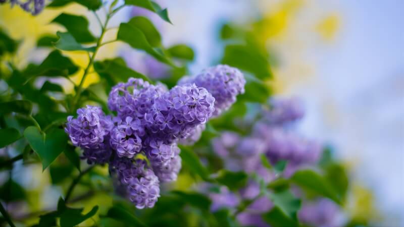 Câu hỏi thường gặp