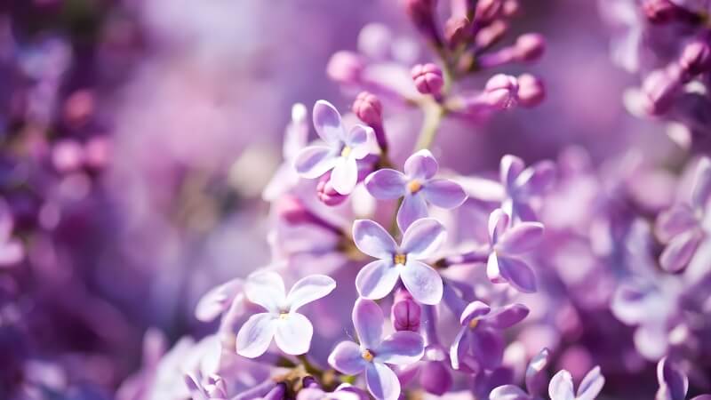 Hoa tử đinh hương khoe sắc trong vườn yên bình