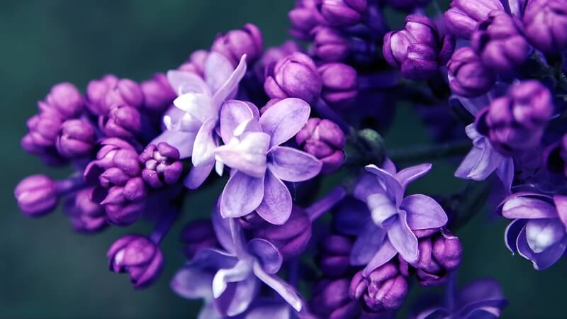 Chùm hoa trắng tinh khôi nổi bật giữa lá xanh