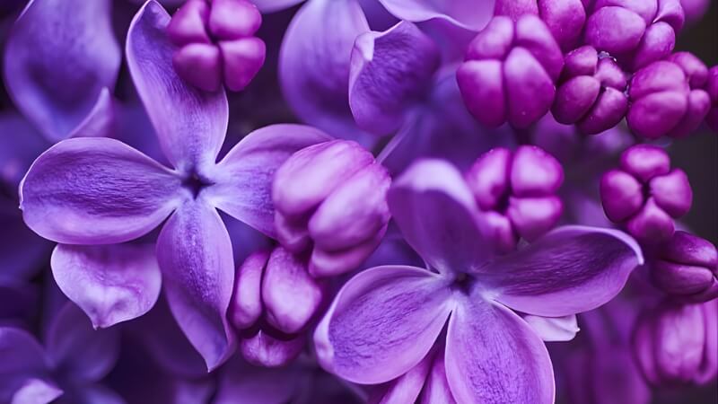 Hoa tử đinh hương là gì?