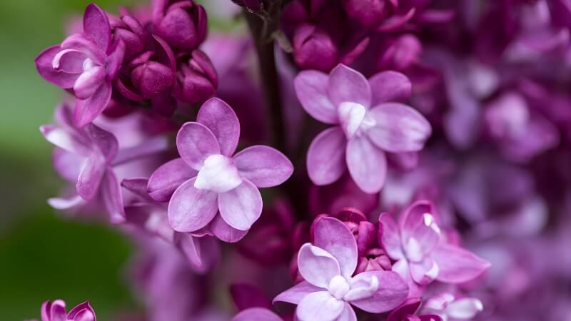 Chùm hoa tím nhạt mang vẻ thơ mộng, lãng mạn