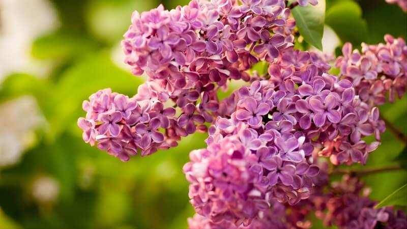 Tử đinh hương tím nở rực rỡ giữa nắng xuân