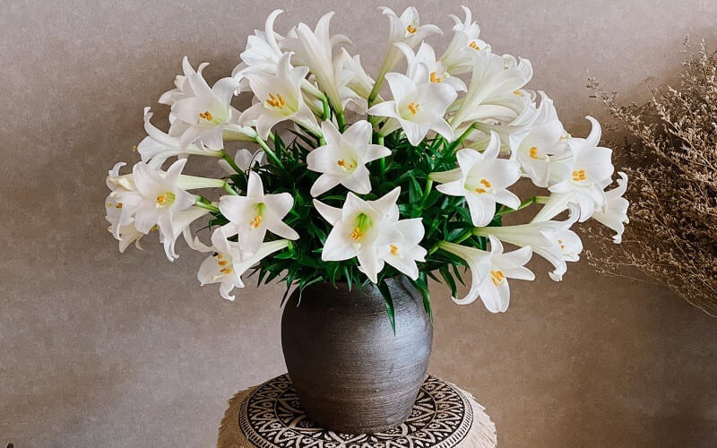 Cách cắm và bảo quản hoa huệ trắng tươi lâu Cách cắm và bảo quản hoa huệ trắng tươi lâu