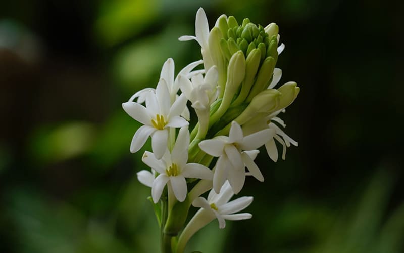 Hoa huệ trắng giá bao nhiêu? Hoa huệ trắng giá bao nhiêu?