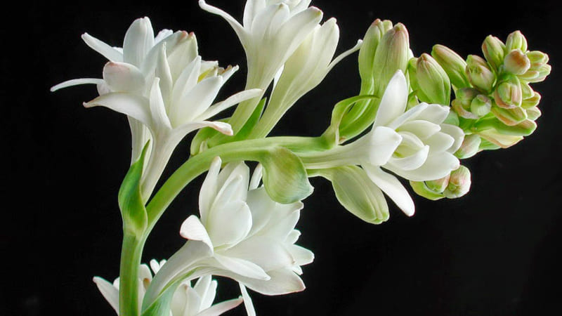 Nhánh huệ trắng trên nền đen ấn tượng Nhánh huệ trắng trên nền đen ấn tượng