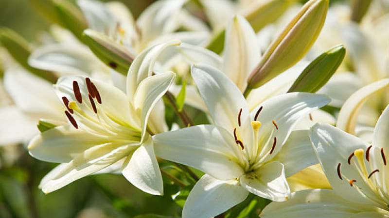 Hoa huệ trắng nở nhuộm vàng bởi ánh nắng Hoa huệ trắng nở nhuộm vàng bởi ánh nắng