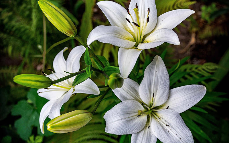 Hoa huệ trắng nở rộ dưới ánh nhìn của nhiếp ảnh gia Hoa huệ trắng nở rộ dưới ánh nhìn của nhiếp ảnh gia