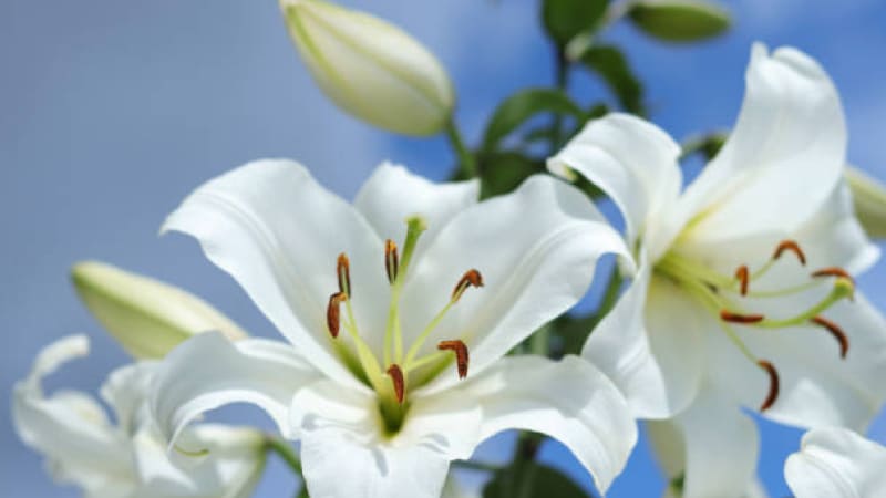 Huệ trắng dưới ánh nắng bầu trời xanh Huệ trắng dưới ánh nắng bầu trời xanh