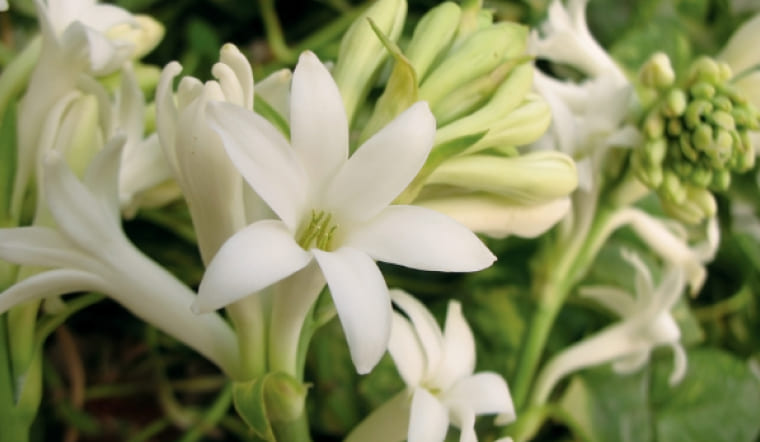 Hoa huệ trắng có ý nghĩa gì? Hoa huệ trắng có ý nghĩa gì?