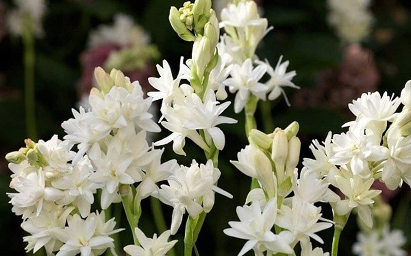 Hoa huệ trắng là gì? Hoa huệ trắng là gì?