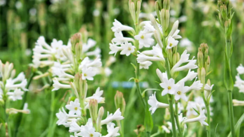 Cách trồng hoa huệ ta đơn giản nhất Cách trồng hoa huệ ta đơn giản nhất