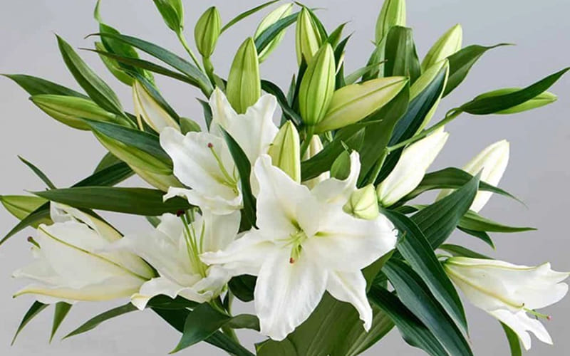 Cắm hoa huệ trắng đầy ấn tượng Cắm hoa huệ trắng đầy ấn tượng