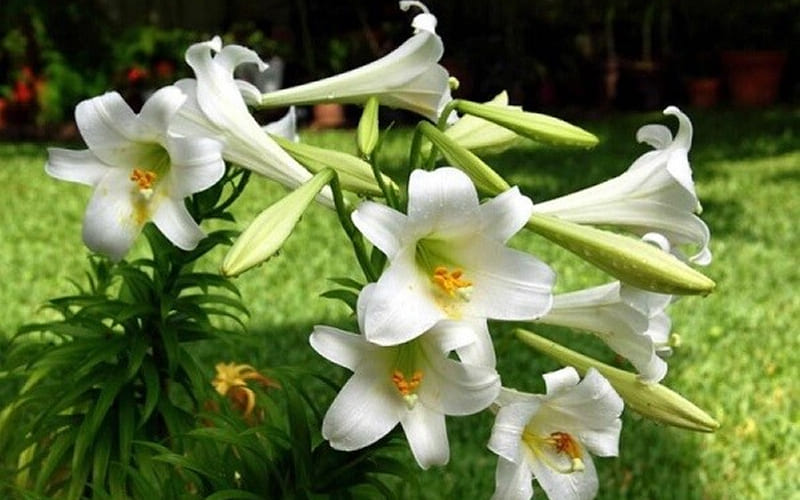 Cách chọn mua hoa huệ trắng ưng ý Cách chọn mua hoa huệ trắng ưng ý