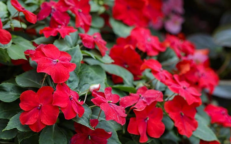 Hoa Mai Địa Thảo thơ mộng