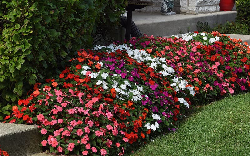 Về chế độ tưới nước