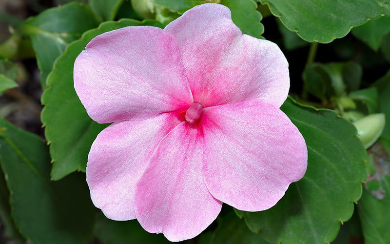 Hoa Mai Địa Thảo hồng dịu nhẹ