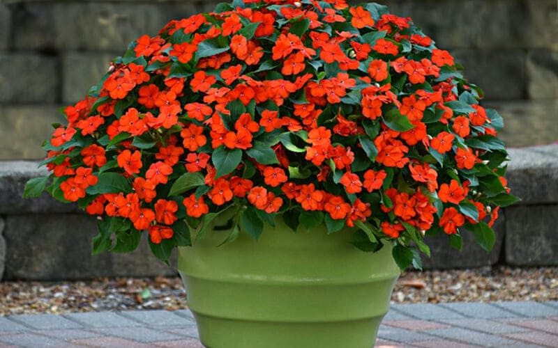 Hoa Mai Địa Thảo đỏ nổi bật