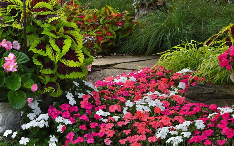 Hoa Mai Địa Thảo tại sân vườn đẹp mắt