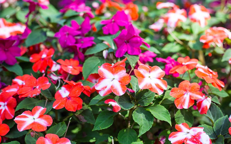 Hoa Mai Địa Thảo 2 màu bắt mắt