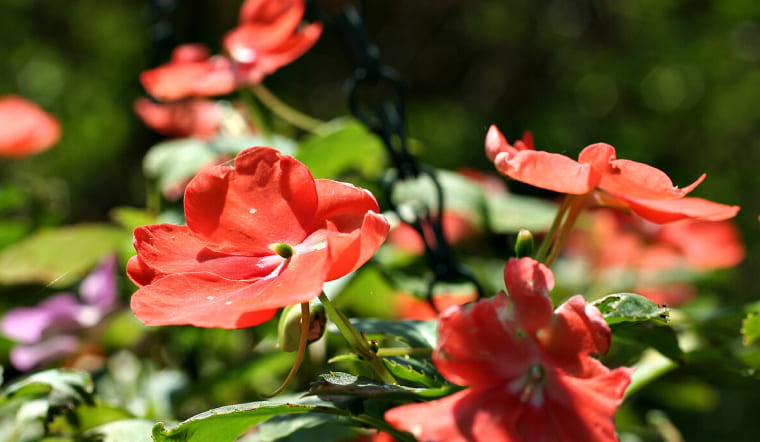 Hoa Mai Địa Thảo (Ngọc Thảo): Cách trồng và chăm sóc cho hoa nở rực rỡ