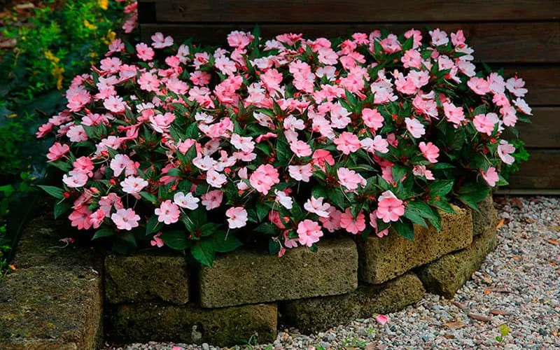 Hoa Mai Địa Thảo nổi bật, tươi mát bắt mắt