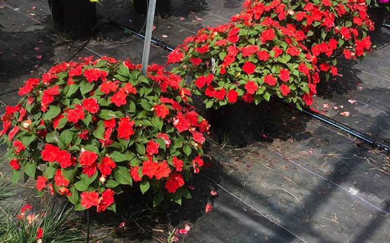 Lưu ý khi trồng và chăm sóc hoa Mai Địa Thảo